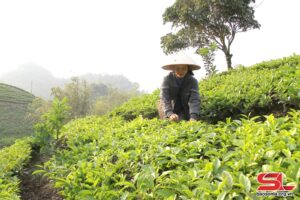 Công nhân Công ty chè Vân Hồ Tea, xã Vân Hồ, huyện Vân Hồ đốn tỉa chè.