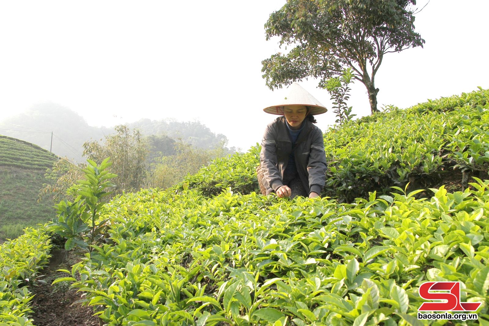 Công nhân Công ty chè Vân Hồ Tea, xã Vân Hồ, huyện Vân Hồ đốn tỉa chè.